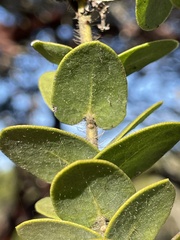 Arctostaphylos purissima