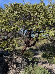 Arctostaphylos purissima