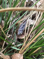 Sesleria sadleriana