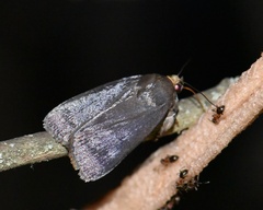 Amphipyra livida