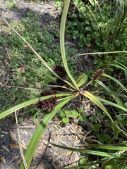 Cyperus ustulatus