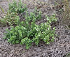 Teucrium cubense