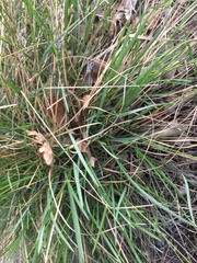 Sesleria sadleriana