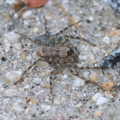 Selenops actophilus