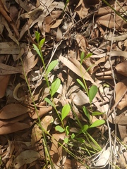 Synostemon hirtellus