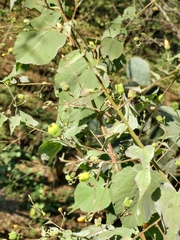 Abutilon trisulcatum