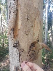 Eucalyptus propinqua