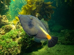 Meuschenia flavolineata