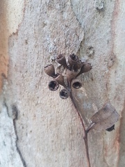 Eucalyptus propinqua