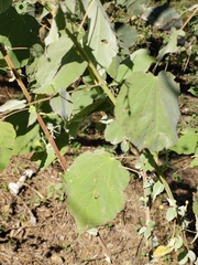 Abutilon trisulcatum