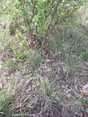 Sesleria sadleriana