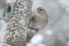 Zonotrichia leucophrys × atricapilla