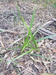 Dianella
