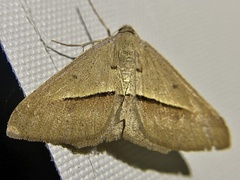 Isturgia penthearia