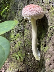 Boletellus ananas image