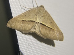 Isturgia penthearia