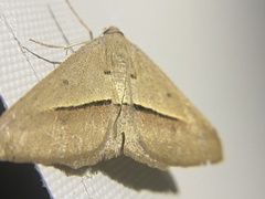 Isturgia penthearia