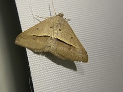 Isturgia penthearia