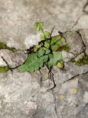 Asplenium petrarchae petrarchae