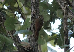 Xiphorhynchus flavigaster