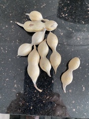 Dermatophyllum