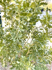 Dermatophyllum