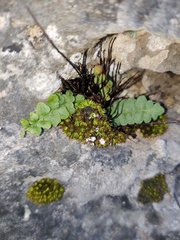 Asplenium petrarchae petrarchae