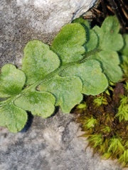 Asplenium petrarchae petrarchae