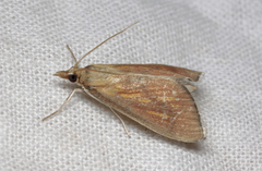 Nascia cilialis
