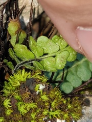 Asplenium petrarchae petrarchae