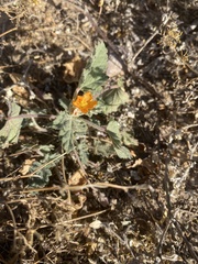 Sphaeralcea coulteri