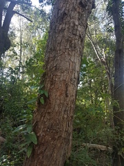 Angophora subvelutina