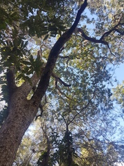 Angophora subvelutina