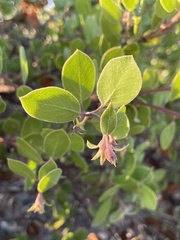 Arctostaphylos rudis
