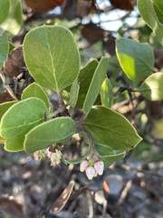 Arctostaphylos rudis