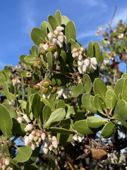 Arctostaphylos rudis