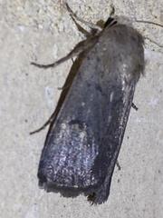 Proteuxoa hypochalchis