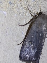 Proteuxoa hypochalchis