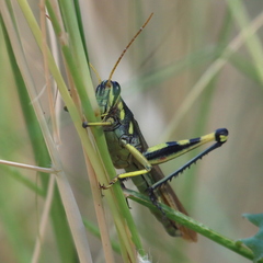 Schistocerca albolineata