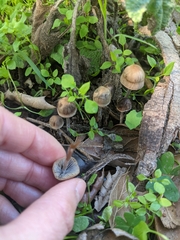 Panaeolus cinctulus