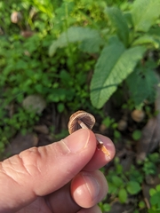 Panaeolus cinctulus
