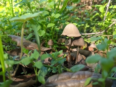 Panaeolus cinctulus