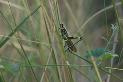 Schistocerca albolineata
