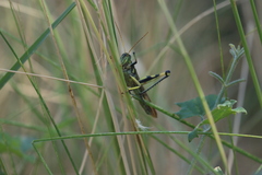 Schistocerca albolineata