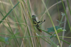 Schistocerca albolineata