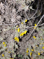 Ulex argenteus argenteus