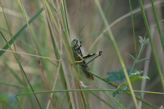 Schistocerca albolineata