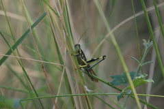Schistocerca albolineata