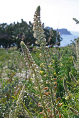 Reseda hookeri