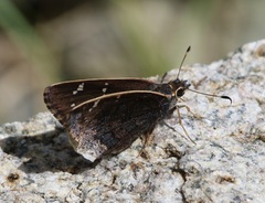 Cogia caicus